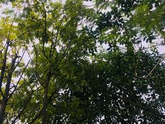 景点-火炉山森林公园
