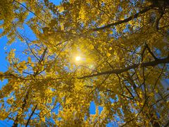 -高庙村(地铁站)