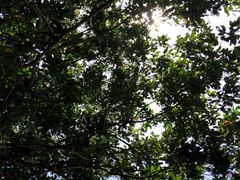 -武吉知马自然保护区