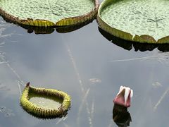 -荷塘月色湿地公园·向阳花洲