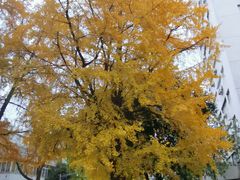 -四川大学(华西校区)