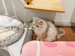 -COLOR PETS 撸猫馆·购猫·猫咖(长风大悦城店)