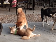 -柴犬高等学院·狗咖·柴犬售卖·宠物训练