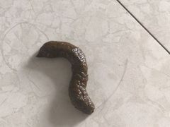 -米苏动物医院·犬猫专科·骨科外科内窥镜