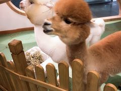 -藦茜花园宠物主题亲子互动体验馆(国顺东路店)