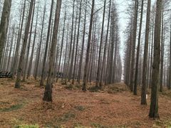 -黄海国家森林公园