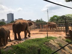-东莞香市动物园