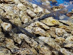 姜汁蒸樱桃蚝-徐记海鲜·宴会(大唐西市|丰庆店)