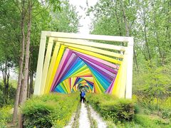 -合肥滨湖国家森林公园