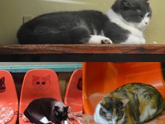 -猫咪博物馆(顶澳仔猫街店)