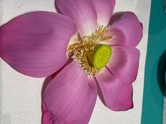 -苏城家宴·金堤花园店(李公堤店)
