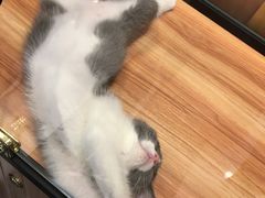 -袖虎·猫馆(体育西路店)
