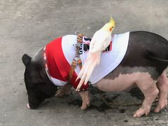 -麻涌飞鸭开心农场
