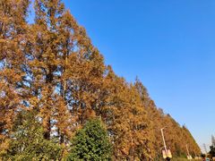 -上海长兴岛郊野公园