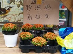-龙大花卉苗木市场