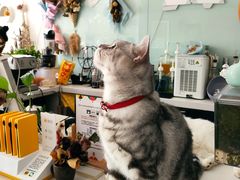 -平行世界·猫咖(首经贸店)