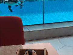 -帝企鹅自助餐厅•儿童岛•真企鹅(长隆企鹅酒店)