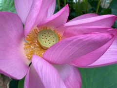 -陈家山荷花公园