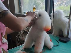 -优缇多格专业宠物美容师培训学校