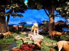 -国家自然博物馆