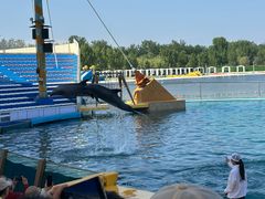 -秦皇岛乐岛海洋王国