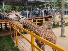-西霞口神雕山野生动物世界