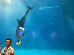 -华夏文旅海洋公园