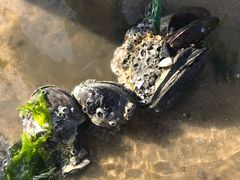 -北海金海湾红树林生态旅游区