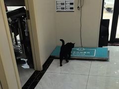 -安安宠医宠物医院·异宠·犬猫内科(岳阳分院)