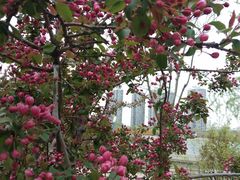 -长白岛森林公园