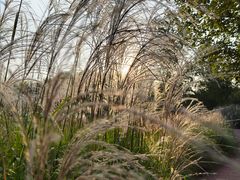 -野鸭湖国家湿地公园