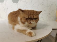 -猫房·猫吧·猫咖(龙湖时代汇店)