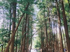 -马峦山郊野公园