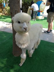 -萌宠亲子动物乐园(槐房万达店)