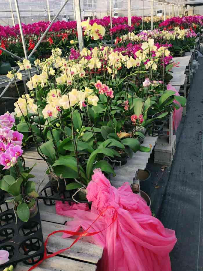 宁波花木世界-"9797年末买***7115 #宁波花木世界.