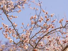 -九如山休闲旅游度假区