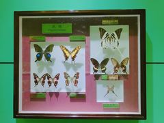 -上海昆虫博物馆