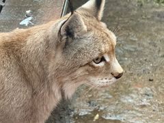 -青藏高原野生动物园
