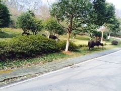-南京市江宁方山
