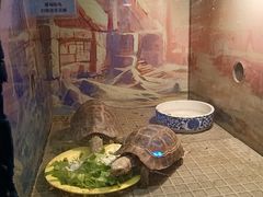 -上海大自然野生昆虫馆(东方明珠·爬宠昆虫探索中心)