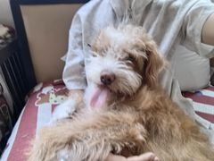 -帕帕拉兹宠物(亚洲旗舰店)