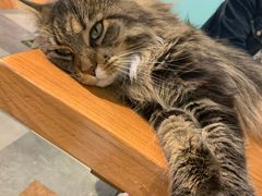 -猫小院猫主题餐厅(三里屯店)