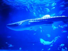 -烟台海昌鲸鲨海洋公园