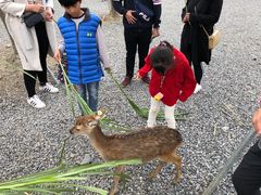 -鹿境梅花鹿生态园区