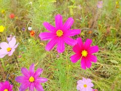 -野鸭湖国家湿地公园