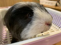 -藦茜花园宠物主题亲子互动体验馆(国顺东路店)