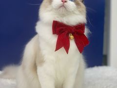 -爱洗澡的猫(天河路店)