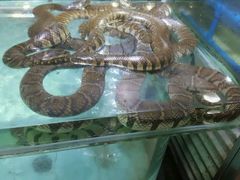 -渔民新村(番禺总店)