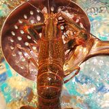 捞上来，吃下去！这里的海鲜管够！