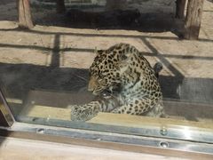 -石家庄市动物园